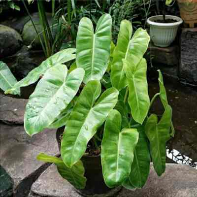 Tanaman vertical garden philo