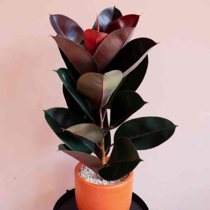 Tanaman Hias Karet Kebo Ficus Elastica