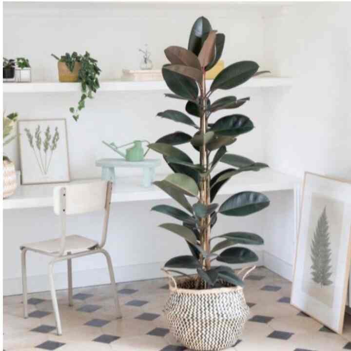 Pohon Karet Kebo Merah