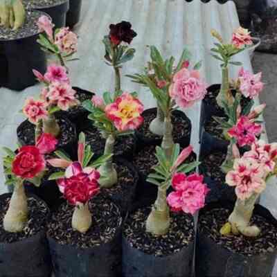 Bunga Adenium