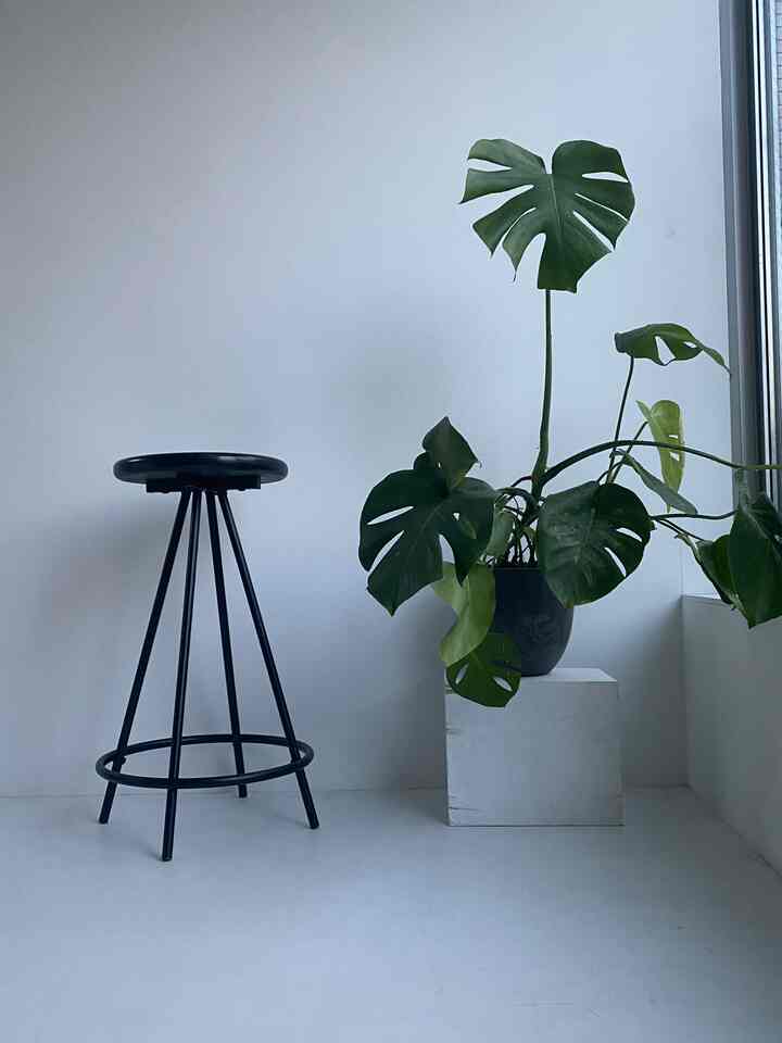 #カウンターチェア Rakuten seharga 5.000 yen terlihat keren setelah mengecat kursinya dengan warna hitam 😹
#Rakuten
Dengan Monstera.