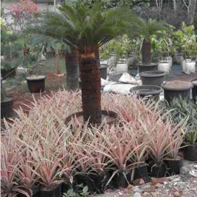 Pohon Palem Sikas Besar