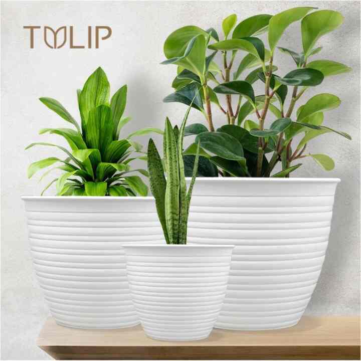 Pot Bunga Tulip Tawon