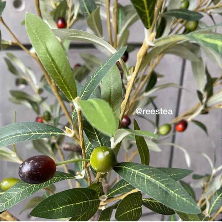 Pohon Olive Tinggi 185cm