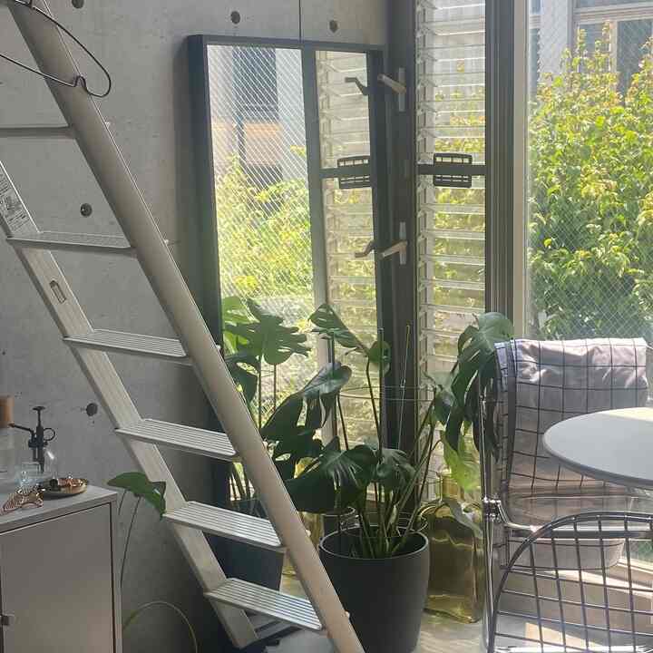 Bright dining room with white and silver furniture, featuring a large Monstera plant and natural light in a compact space