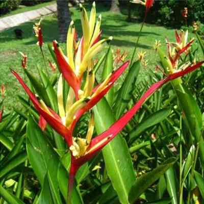 Tanaman Pisang Heliconia Merah