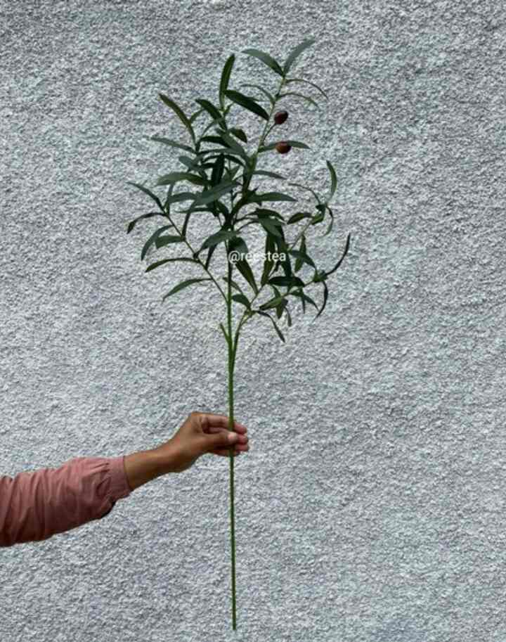 Olive - Tanaman Hias Palsu
