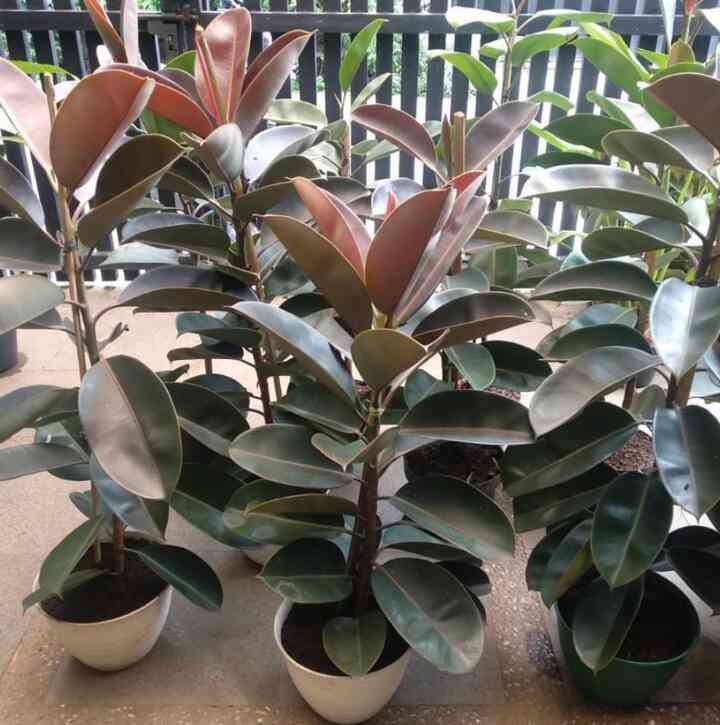 Ficus Elastica Karet Kebo Merah