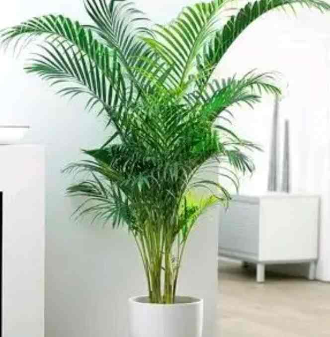 tanaman hias palem kuning