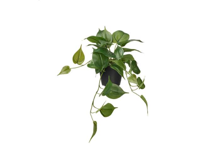 FEJKA Artificial potted plant, in/outdoor golden pothos/hanging, 12 cm