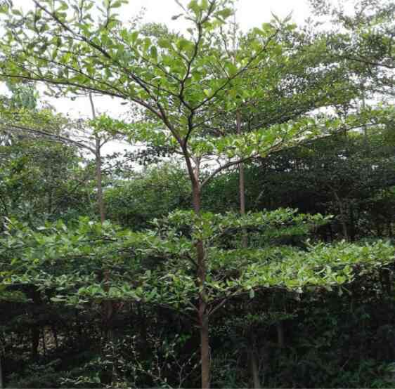 Ketapang Kencana Peneduh (30-90cm)