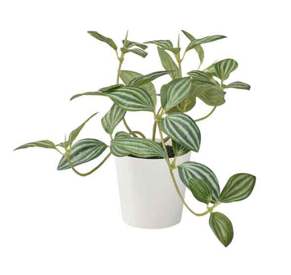 FEJKA, Tanaman tiruan dengan pot, dalam/luar ruang peperomia, 6 cm