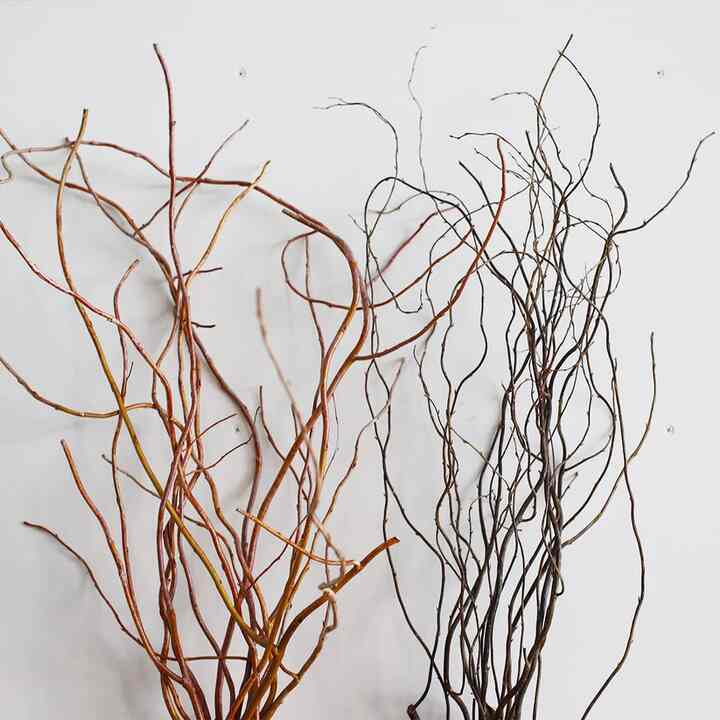 ［ドライフラワー］雲竜柳