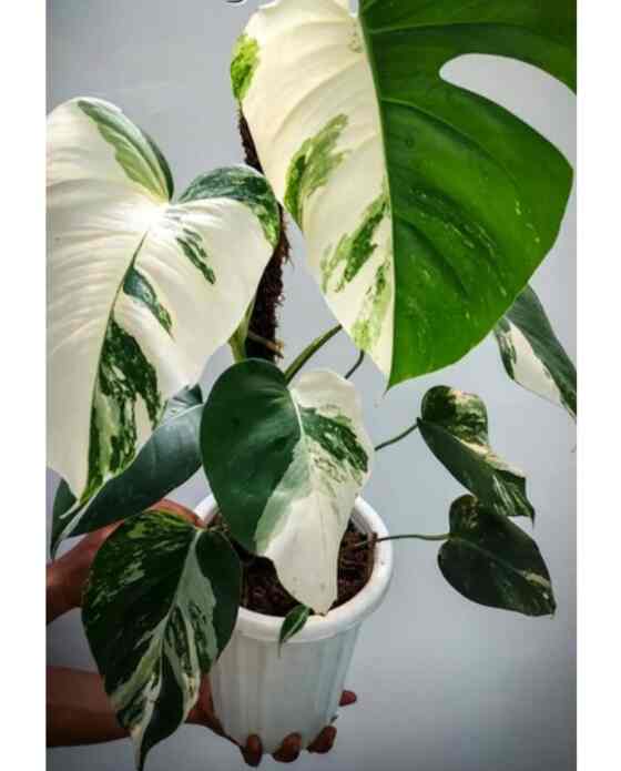 Monstera White Tiger