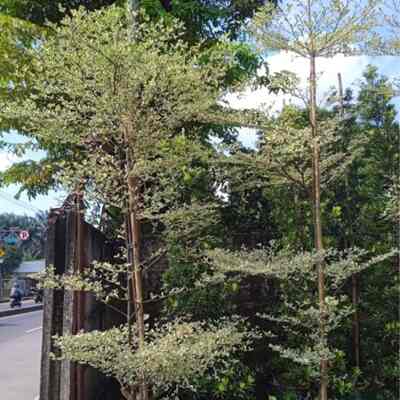 Pohon ketapang kencana