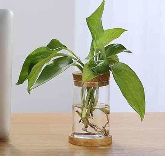 Vas untuk Tanaman Hiasan Meja