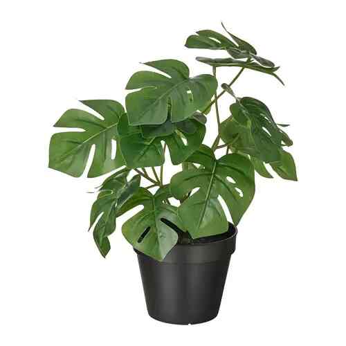 FEJKA monstera, 12 cm