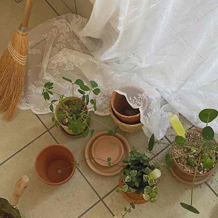 _

プランツメンテナンス🪴
이사하거나 영양제를 주거나💚
最後に土を玄関外にペッペッ🧹

植物を育てる🪴
鉢植えの引っ越しをしたり、栄養剤をあげたり💚
仕上げはほうきに任せる🧹

_

＃今日の家＃インテリア＃インテリアスターグラム＃ハウス＃ハウススターグラム＃マイホーム＃ホームカフェ＃ホームスターグラム＃ホームデコ＃セルフインテリア＃ビンテージインテリア＃ビンテージ小道具＃ウッドインテリア＃植物＃韓国インテリア観葉植物 #植物がある生活 #インテリアグリーン