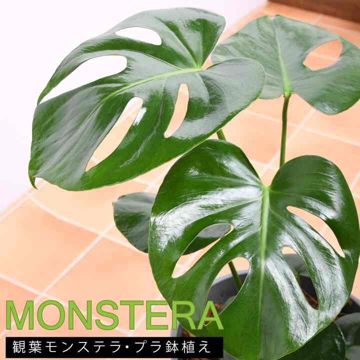 観葉植物 モンステラ 7号鉢