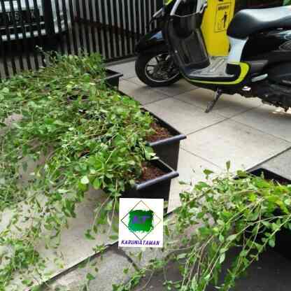 Lee Kwan yew panjang, pohon merambat, hiasan taman