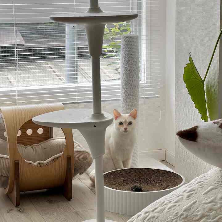 Natural tone living room with white and wood tones featuring a cat, scratching post, and pet bed
