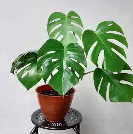 Monstera Deliciosa/borsigiana/king