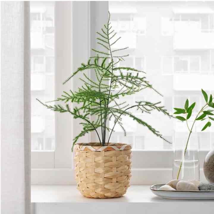 Tanaman Tiruan ASPARAGUS