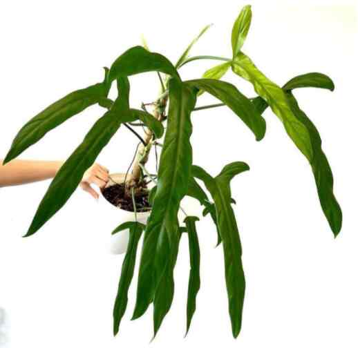 Philodendron Holtonianum