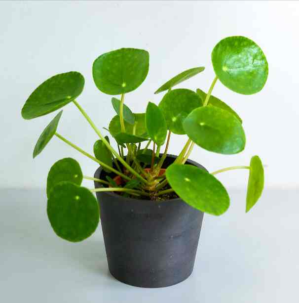 ピレア・ペペロミオイデス Table-S