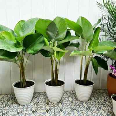 Tanaman Hias Calathea