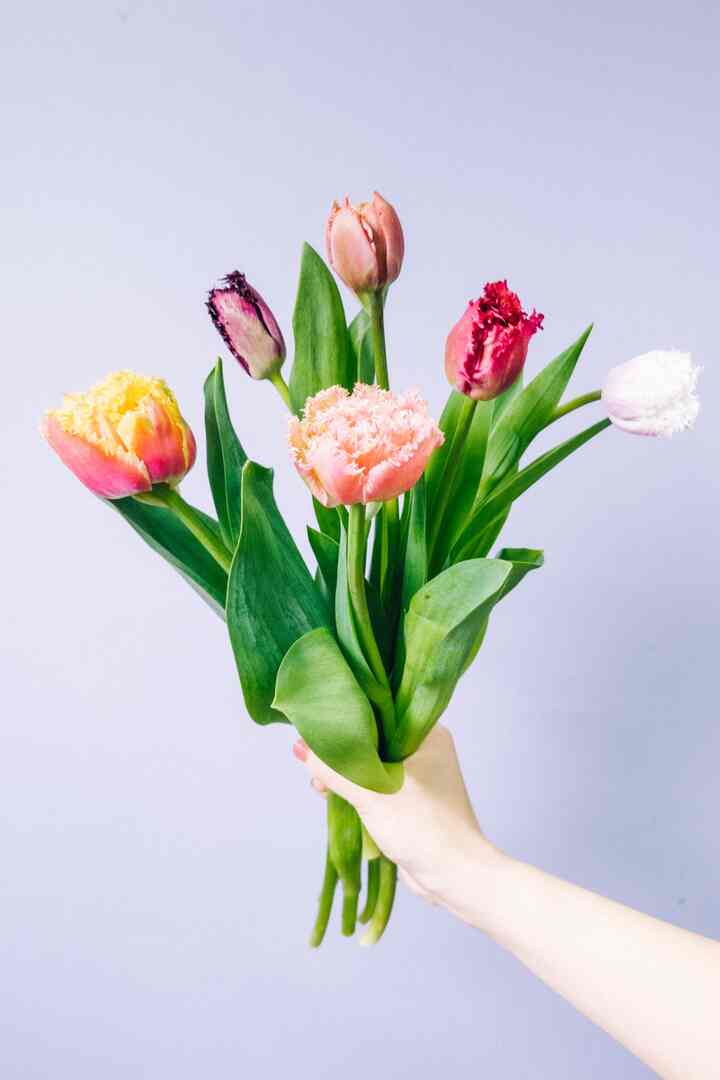 ロスレスブーケ フリンジ咲きのチューリップ