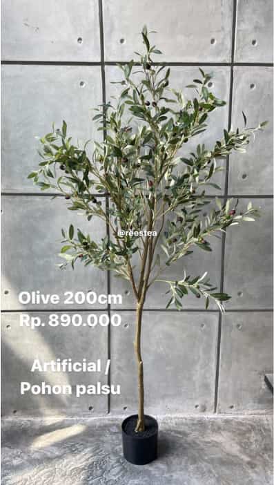 Pohon Olive, 225 cm
