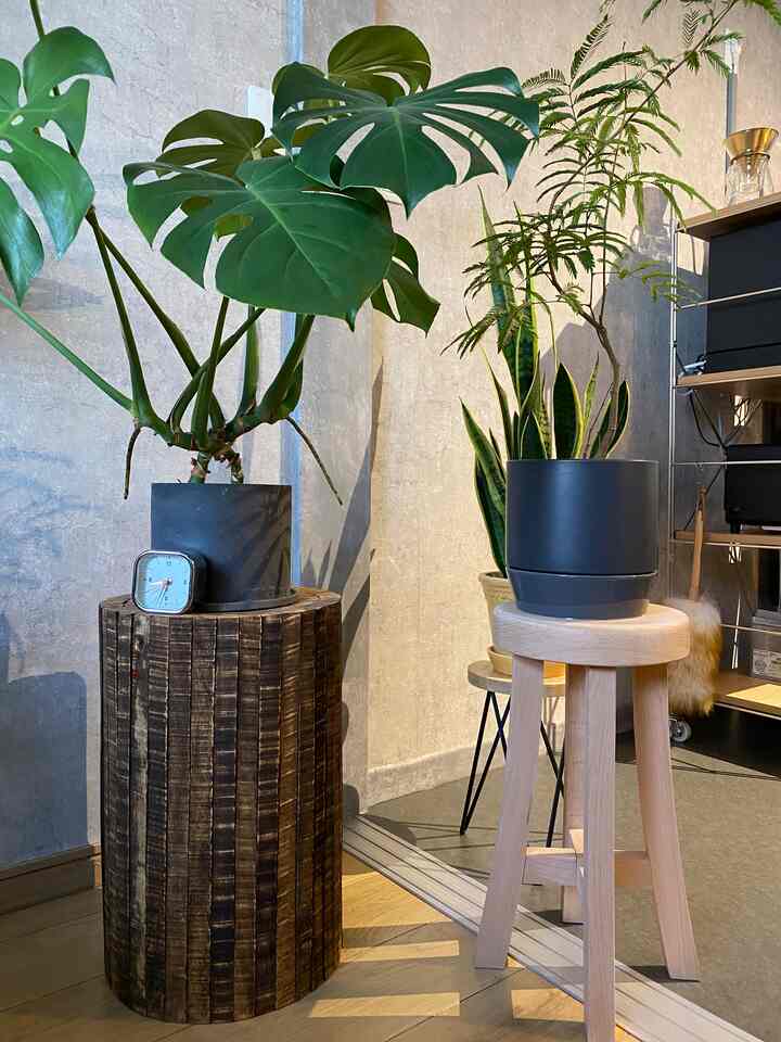 ナチュラルな木目調と緑豊かな植物が配置された印象的なコーナー空間