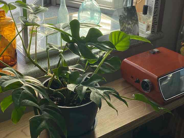 緑の植物が窓際の木目調テーブルに置かれた、温かみのある一人暮らしの空間