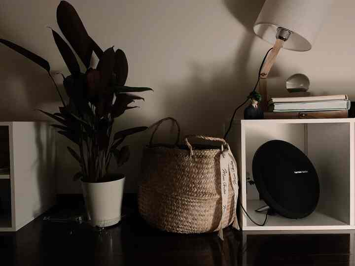 夜になると葉っぱを立てて眠る植物🪴

#クテナンテセトーサ