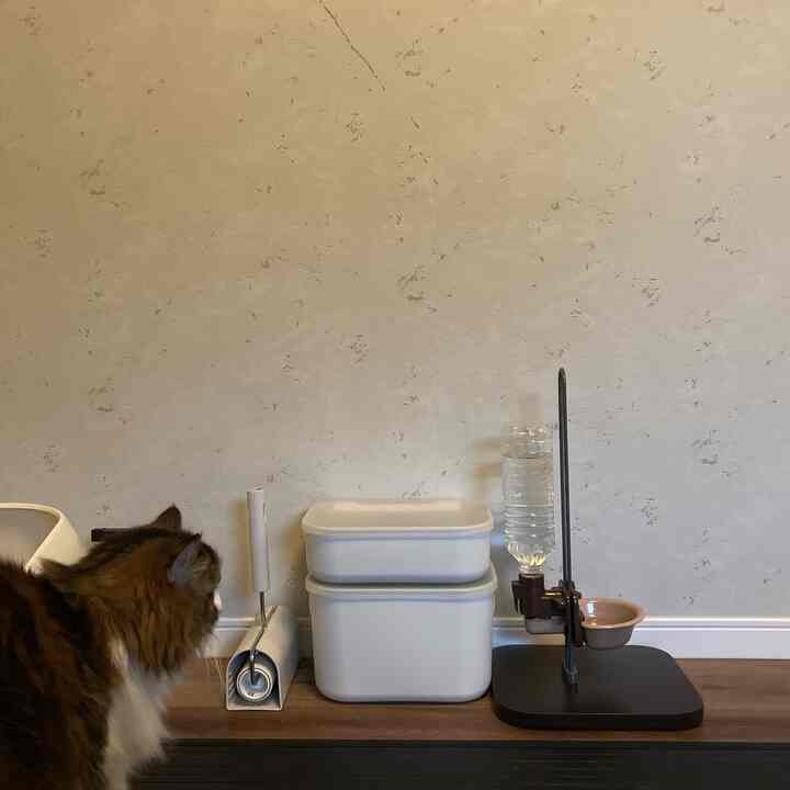 Natural tone wall and wooden storage surface with a cat and pet supplies arranged neatly in a cozy pet room