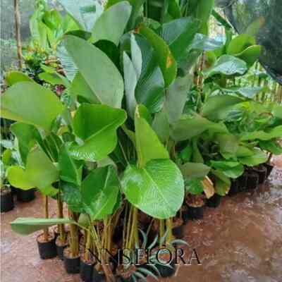 Tanaman calathea lutea