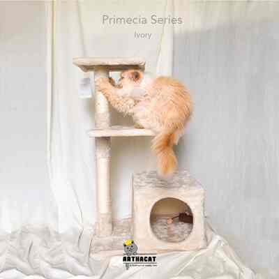 Cat Tree Primecia