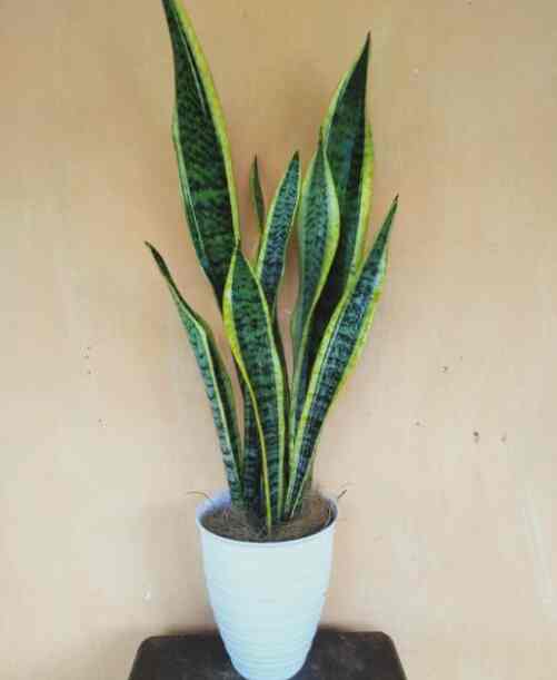 TANAMAN HIAS LIDAH MERTUA