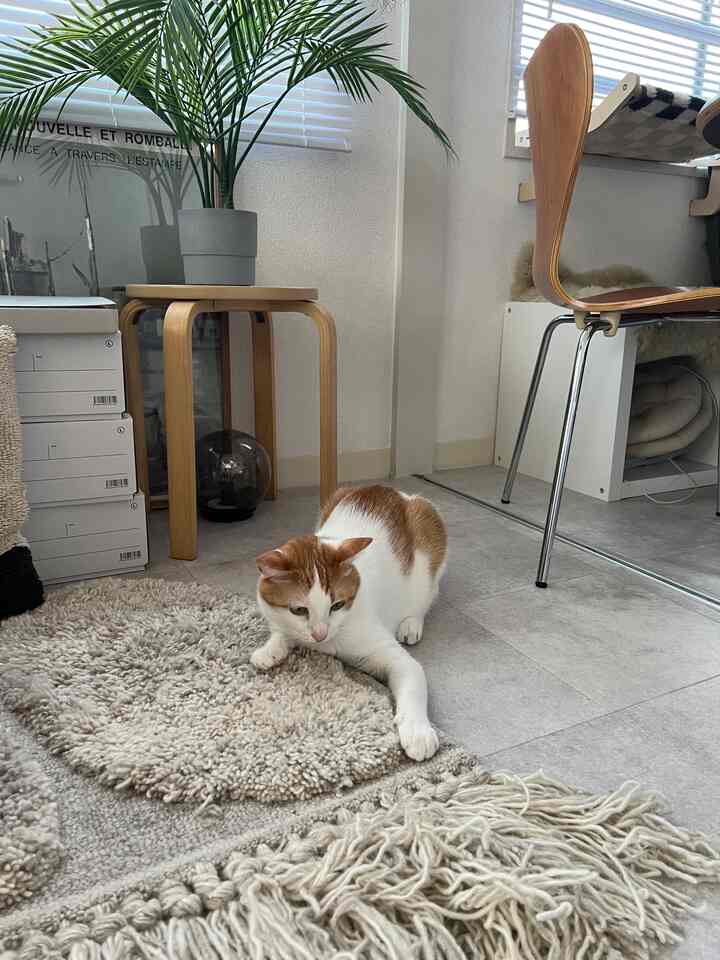 ナチュラルな色調と木目調の家具が配置されたダイニング、テクスチャーラグの上に猫がくつろぐ雰囲気のあるインテリア