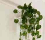 Juntai Daun Rambat dengan Pot Dinding plus Busa