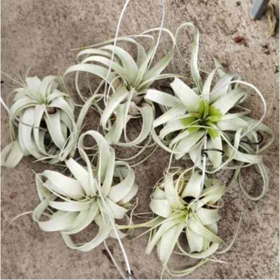 Tilandsia Xerographica