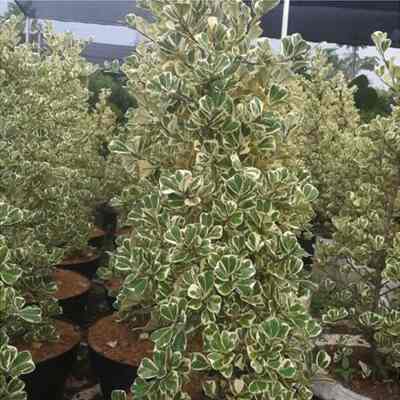 Tanaman beringin kupu