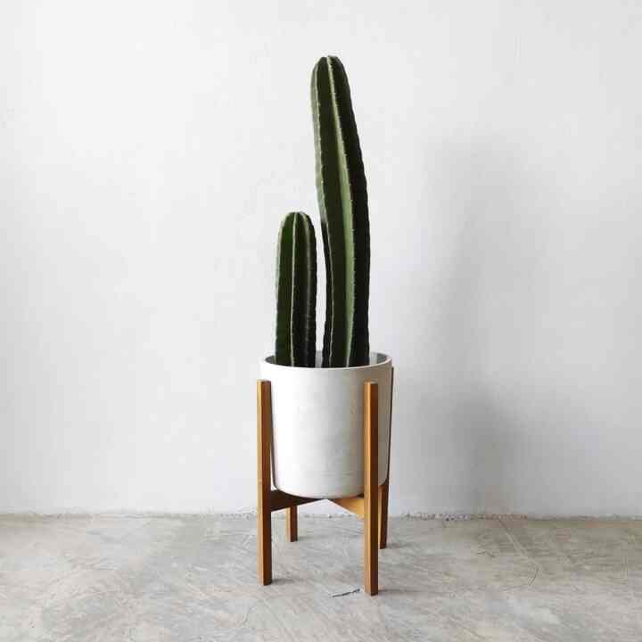 KAKTUS COWBOY + Concrete Pot 28