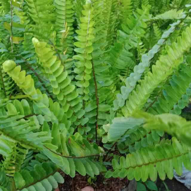 Tanaman Hias Pakis Sisir