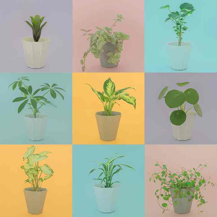 Custom 植物3種セット