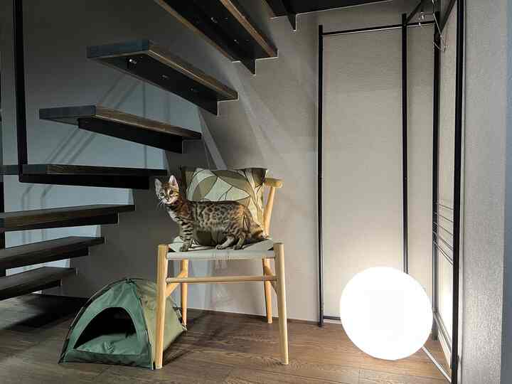 ブラウンの木製床とナチュラルカラーのダイニングチェア、クローゼットラックとフロアランプが配置された空間、椅子の上に座る猫