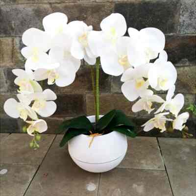 anggrek latex 2 tangkai