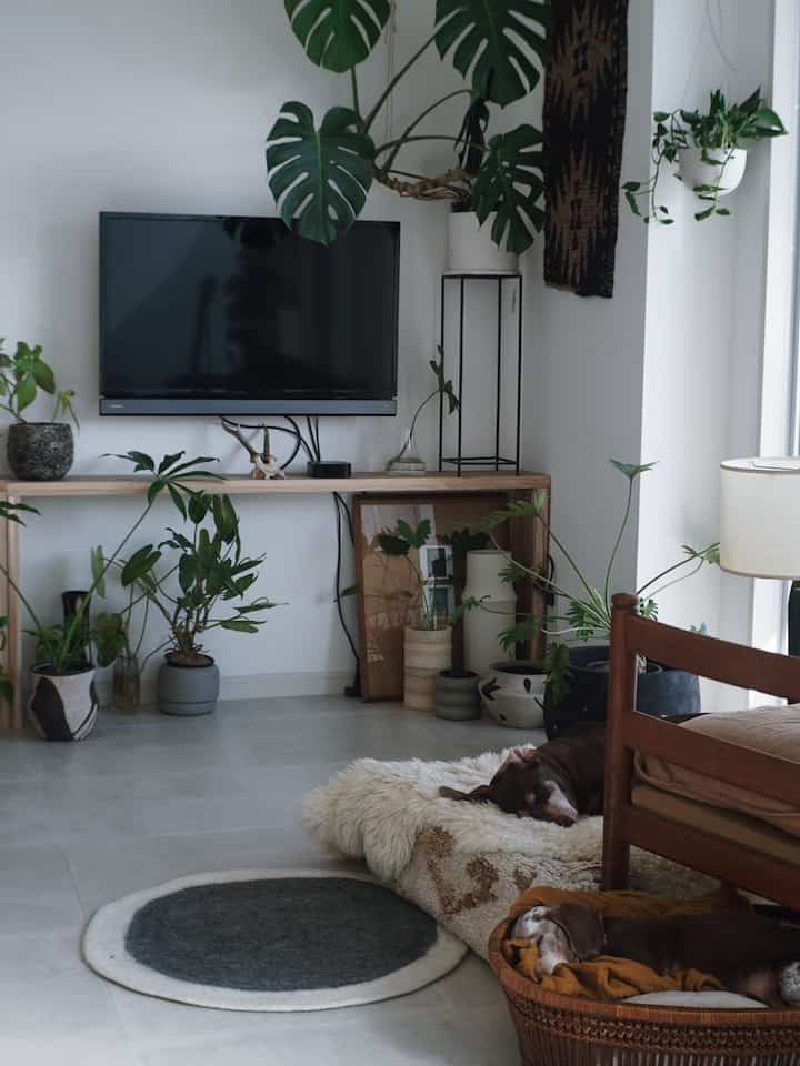 白い壁と木目調家具が調和するナチュラルなリビング、ペットと植物が落ち着いた雰囲気を演出する空間
