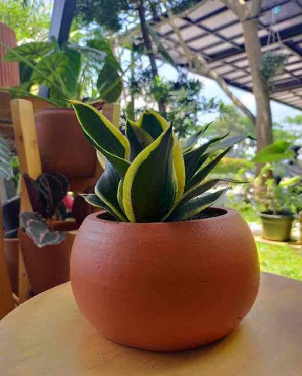 POT TERAKOTA D11T10/POT TANAMAN